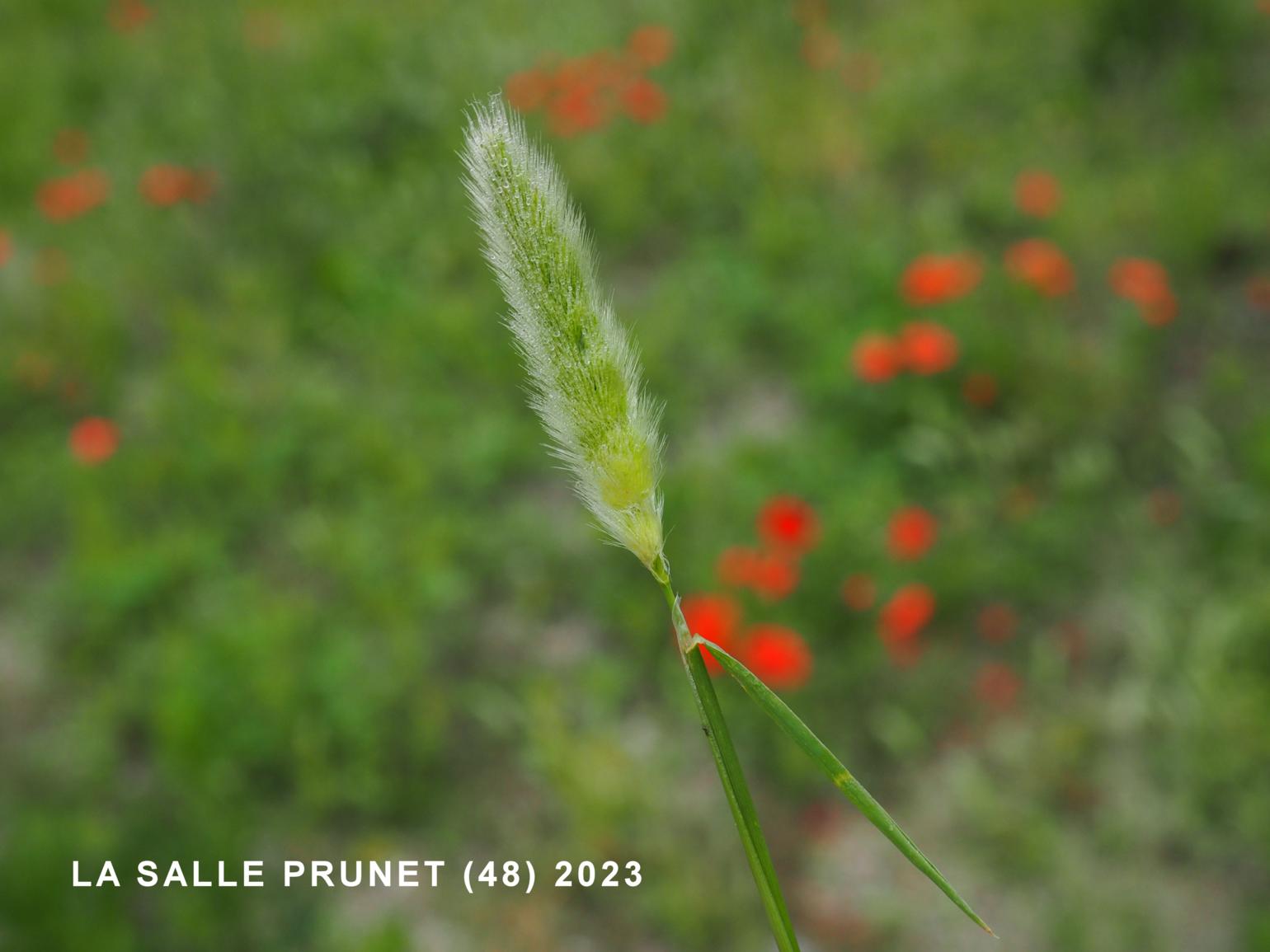 Beard Grass, Annual